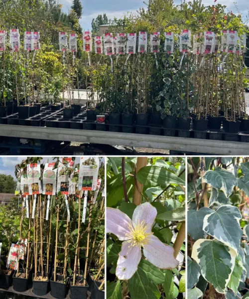 L'espace p&eacute;pini&egrave;re de la Jardinerie Kallenkoot