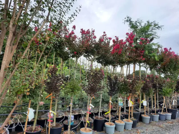 Les P&eacute;pini&egrave;res de l'Authion