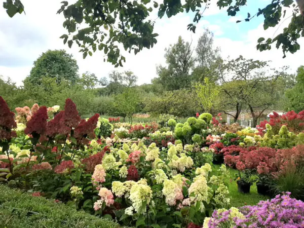 Hortensias de la p&eacute;pini&egrave;re de la Thyle