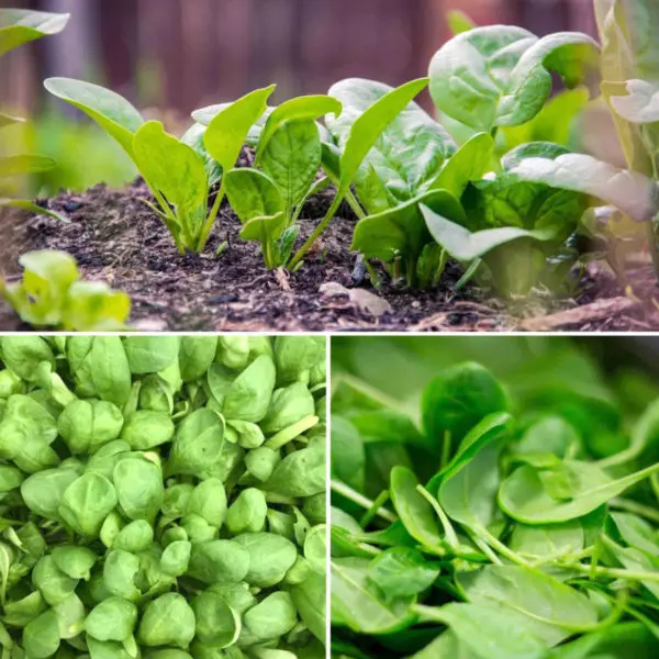 Les plants potagers de la Jardinerie Kallenkoot