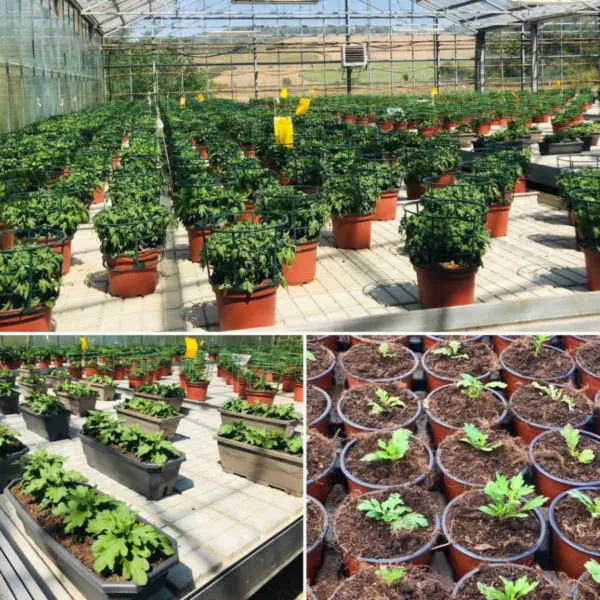 La production de chrysanth&egrave;mes de la Jardinerie Kallenkoot