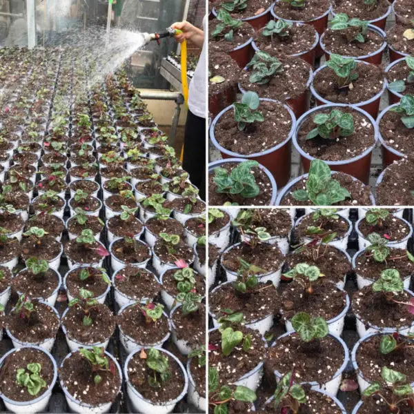 La production de cyclamens de la Jardinerie Kallenkoot