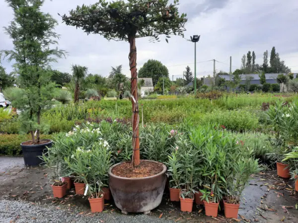 Production de v&eacute;g&eacute;taux aux P&eacute;pini&egrave;res de l'Authion