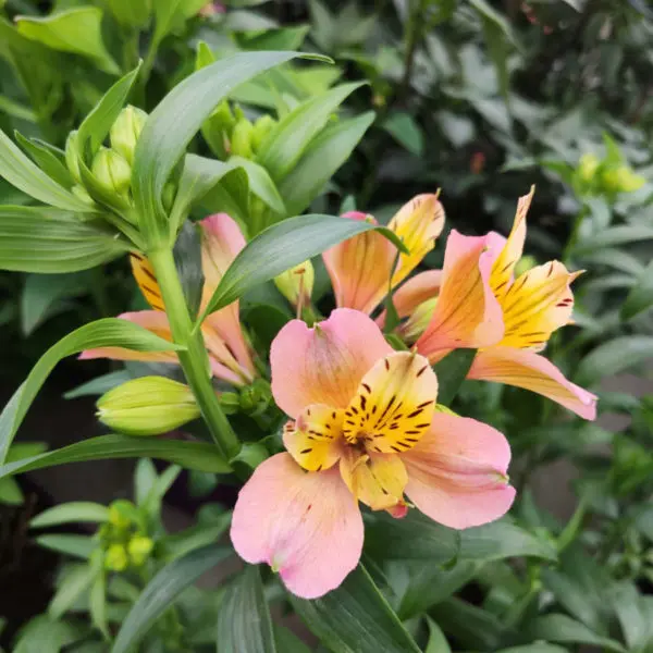 Les fleurs de Fleurir-son-jardin