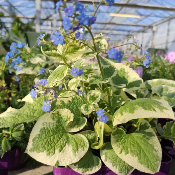 Les v&eacute;g&eacute;taux de Fleurir-son-jardin