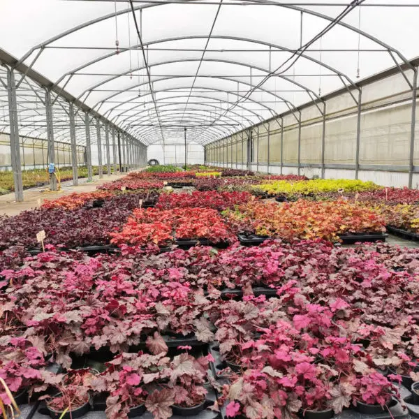 Les plantes de la p&eacute;pini&egrave;re en ligne Fleurir-son-jardin