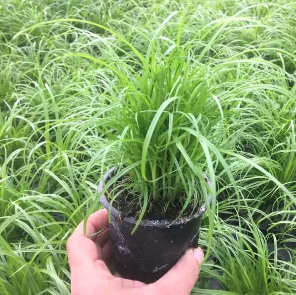 Les plantes de la p&eacute;pini&egrave;re en ligne Fleurir-son-jardin