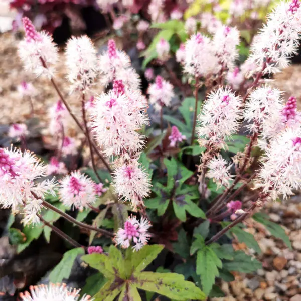 Les plantes de la p&eacute;pini&egrave;re en ligne Fleurir-son-jardin