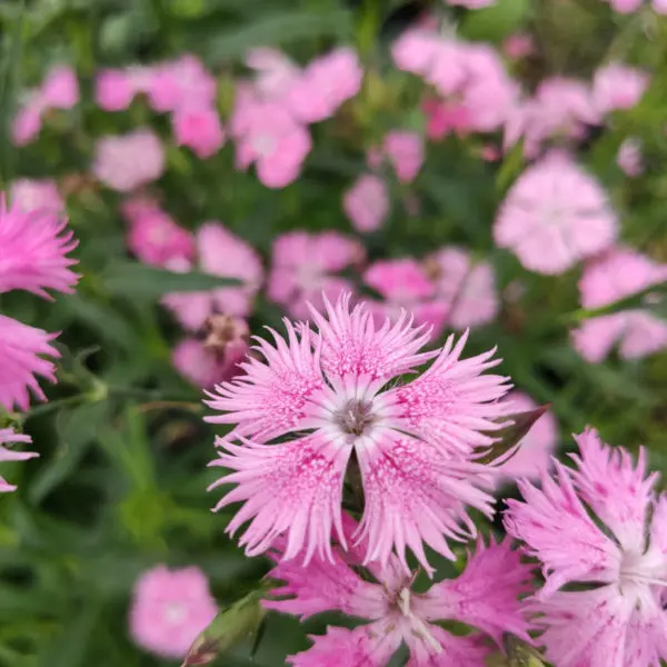Les fleurs de Fleurir-son-jardin