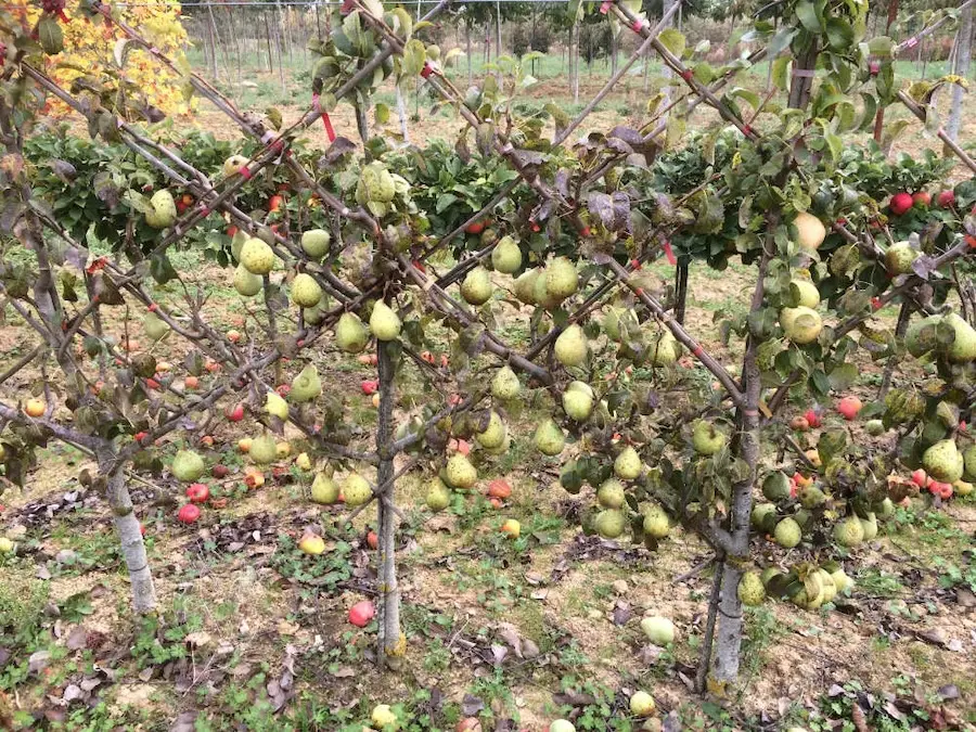 Les arbres fruitiers des Jardins de Poigny
