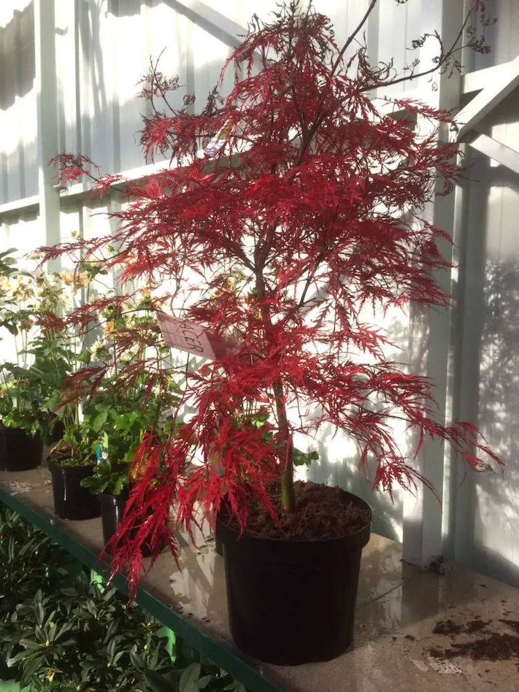 Les arbres d'ornement des Jardins de Poigny