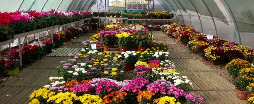 Les chrysanth&egrave;mes de la Jardinerie Leroux