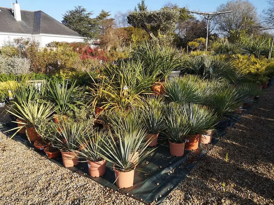 Les v&eacute;g&eacute;taux de p&eacute;pini&egrave;re de la Jardinerie Leroux