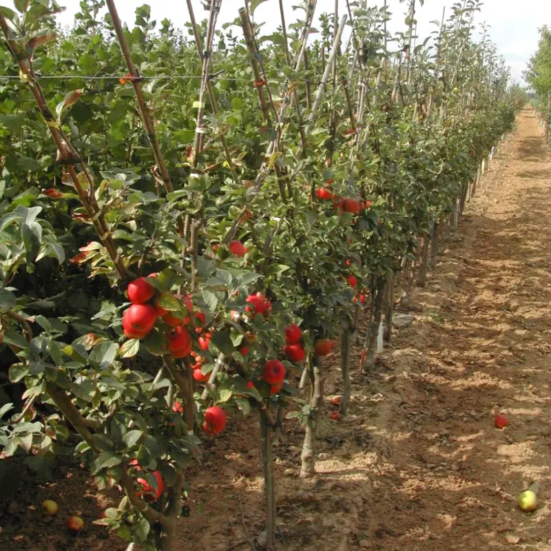Les fruitiers de la jardinerie Les Jardins de Poigny