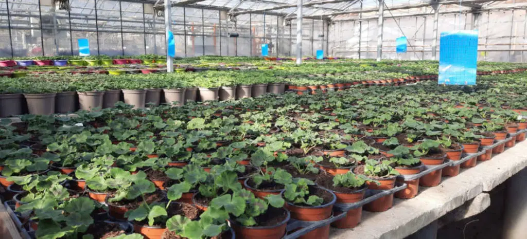 Les plantes de saison de la Jardinerie Ferri&egrave;re Fleurs