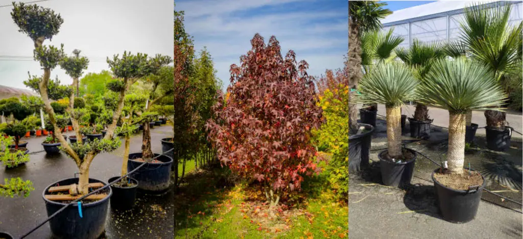 Les gros sujets des P&eacute;pini&egrave;res du Val d'Erdre
