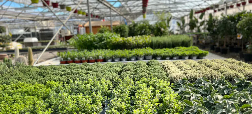 Jardinerie Ferri&egrave;re Fleurs