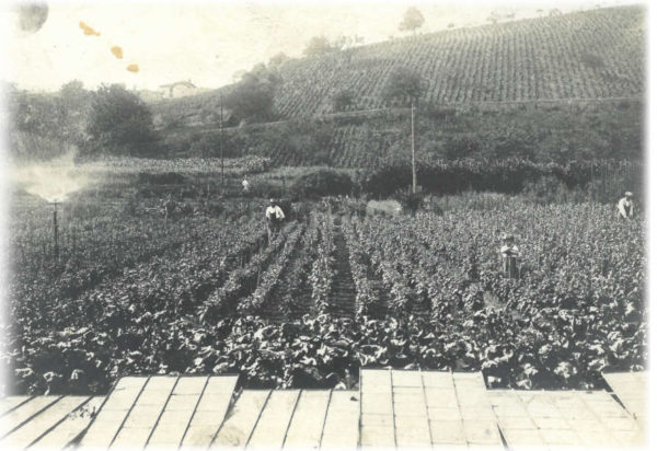 Jardinerie Ferrière Fleurs dans les années 1920