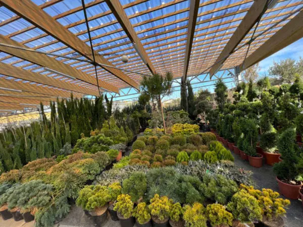 Le rayon p&eacute;pini&egrave;re de la Jardinerie Ferri&egrave;re Fleurs