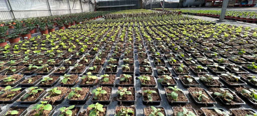 Les jeunes plants de la Jardinerie Ferri&egrave;re Fleurs