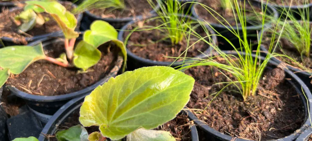 Les productions de Ferri&egrave;re Fleurs