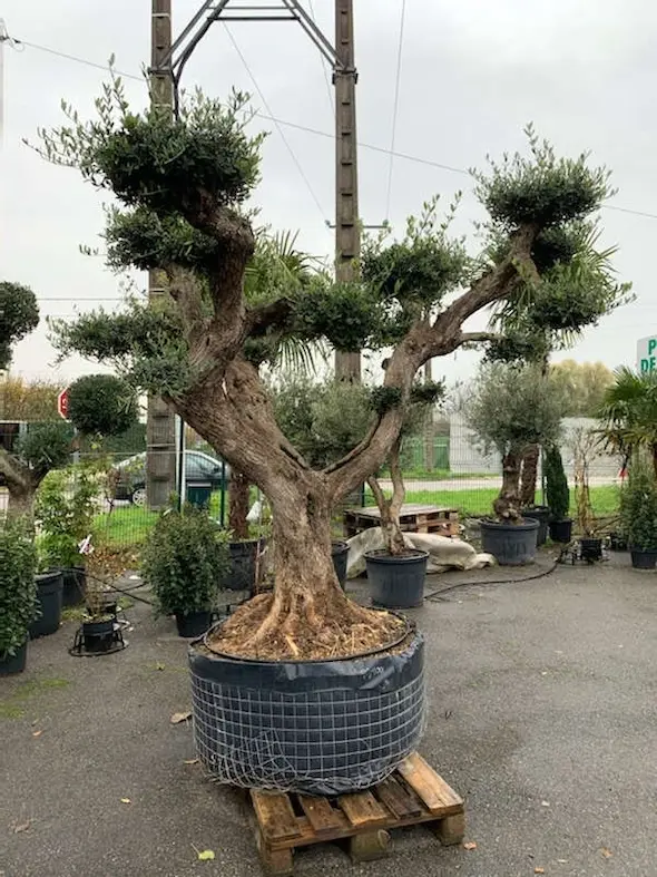 Les oliviers nuage des Jardins de Poigny