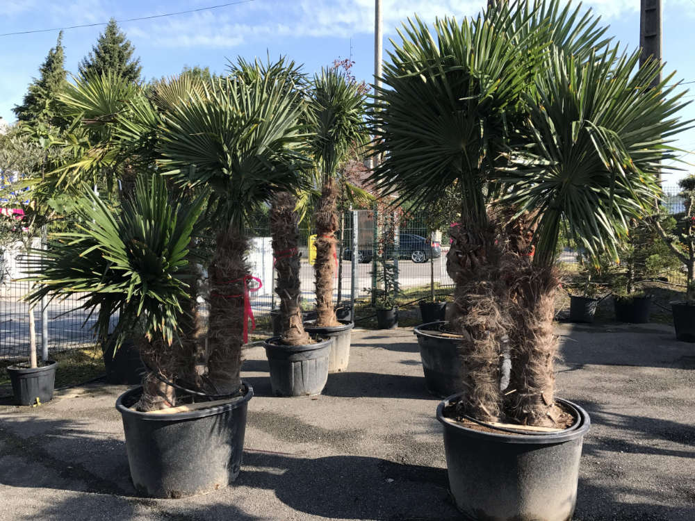 Les palmiers de la jardinerie