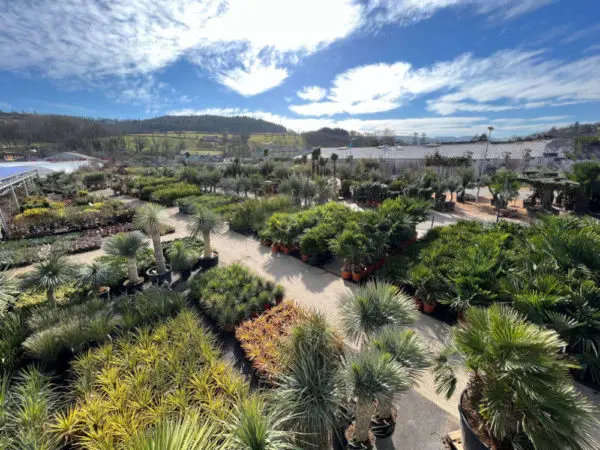 Le rayon p&eacute;pini&egrave;re de la Jardinerie Ferri&egrave;re Fleurs