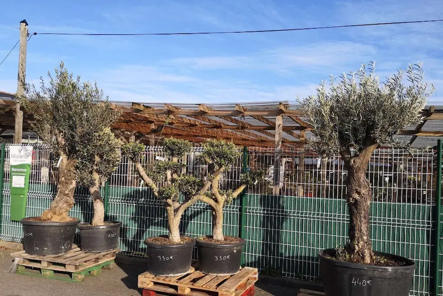 Les v&eacute;g&eacute;taux de p&eacute;pini&egrave;re de la Jardinerie Leroux