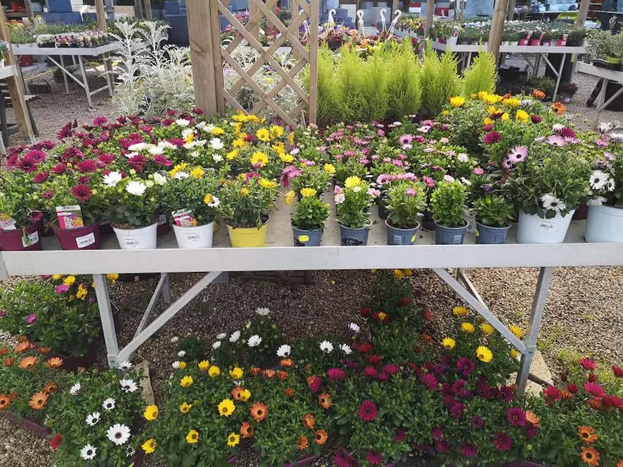 Les plantes de la Jardinerie Leroux