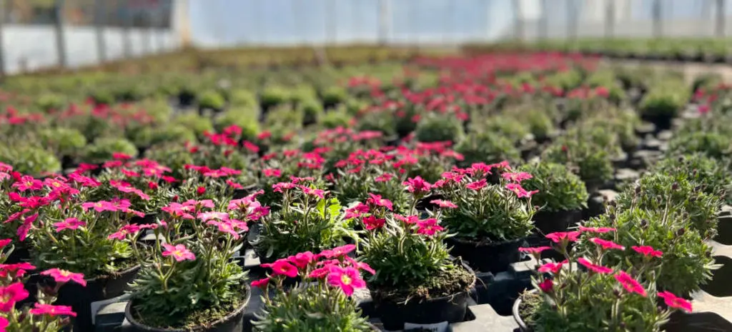 Les plantes fleuries de Ferri&egrave;re Fleurs