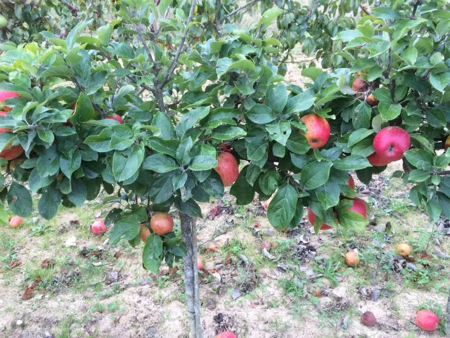 Les pommiers des Jardins de Poigny