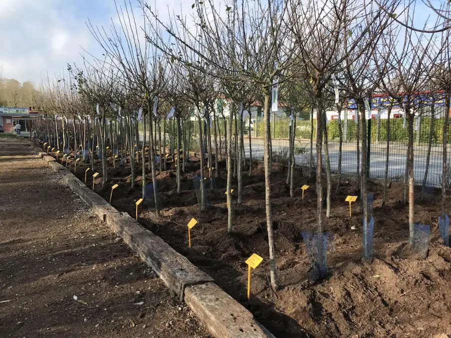 Production arbres fruitiers aux Jardins de Poigny