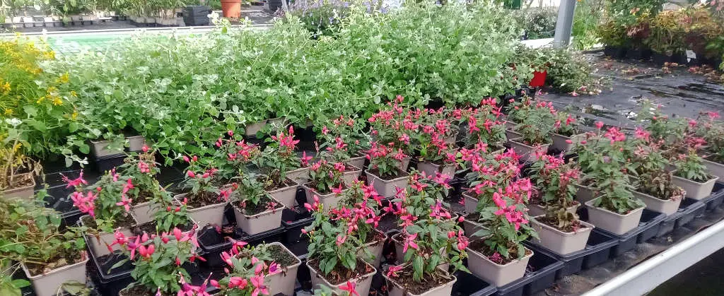 Les plantes fleuries de saison du Val Fleuri