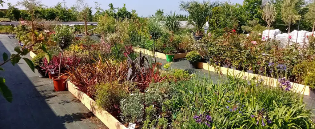 Les plantes de la p&eacute;pini&egrave;re Le Val Fleuri