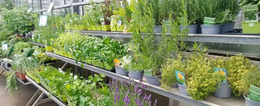 Les plants potagers du Val Fleuri