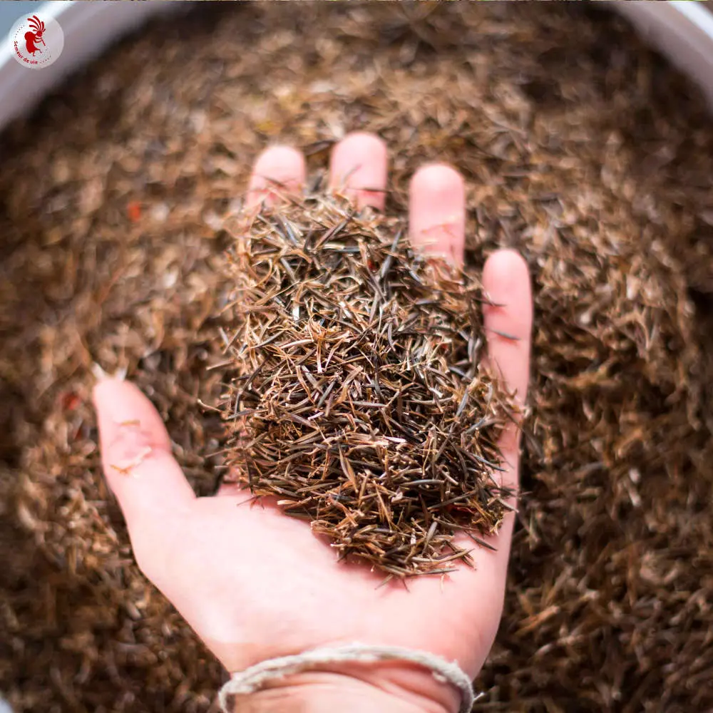 Production de graines Kokopelli