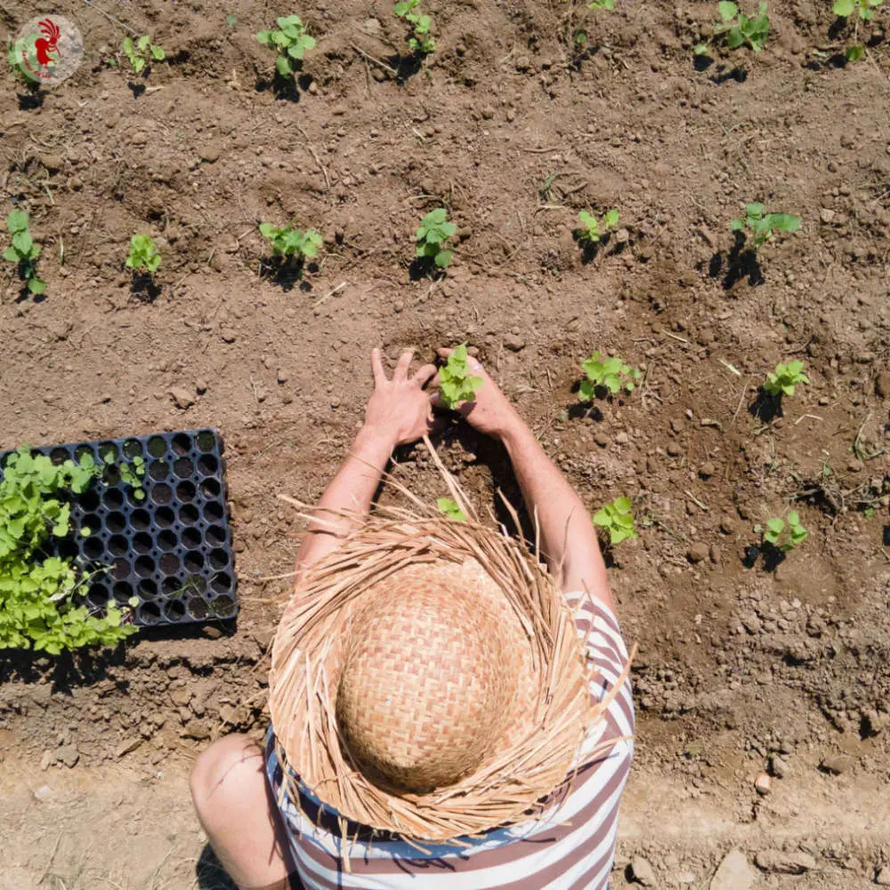 Production des graines Kokopelli