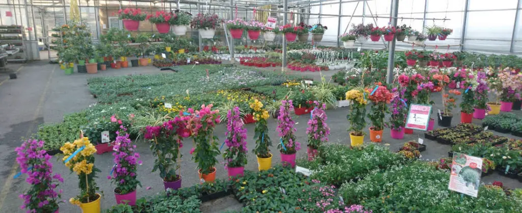 La serre de vente de la p&eacute;pini&egrave;re Le Val Fleuri