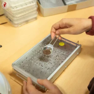 Test de germination des graines Kokopelli