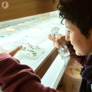 Tra&ccedil;abilit&eacute; des graines Kokopelli