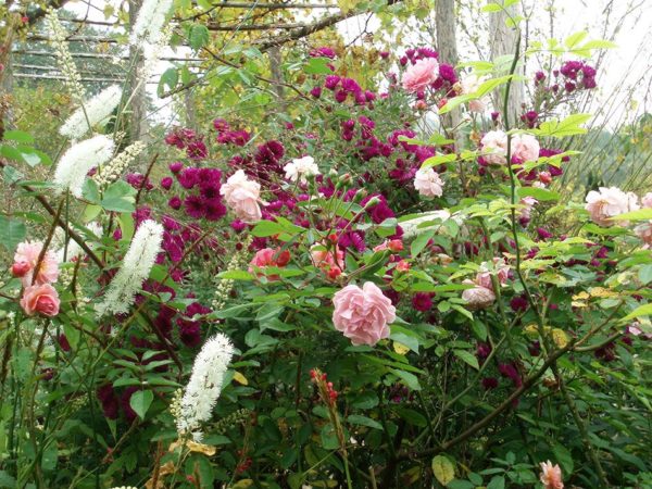 Asters novii angliae