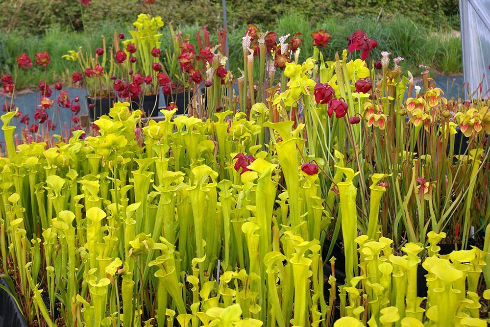 Plantes carnivores