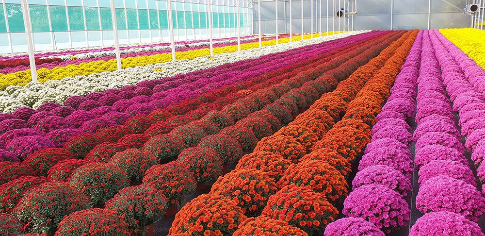 Les chrysanthèmes