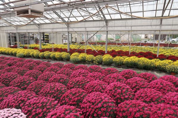 Production de chrysanthèmes