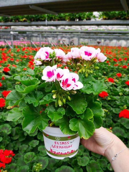 Elsass Geranium Rose