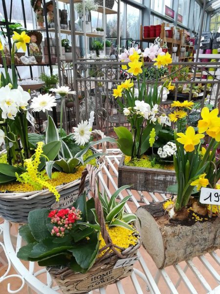 Les plantes bulbeuses de Pradel Horticulture