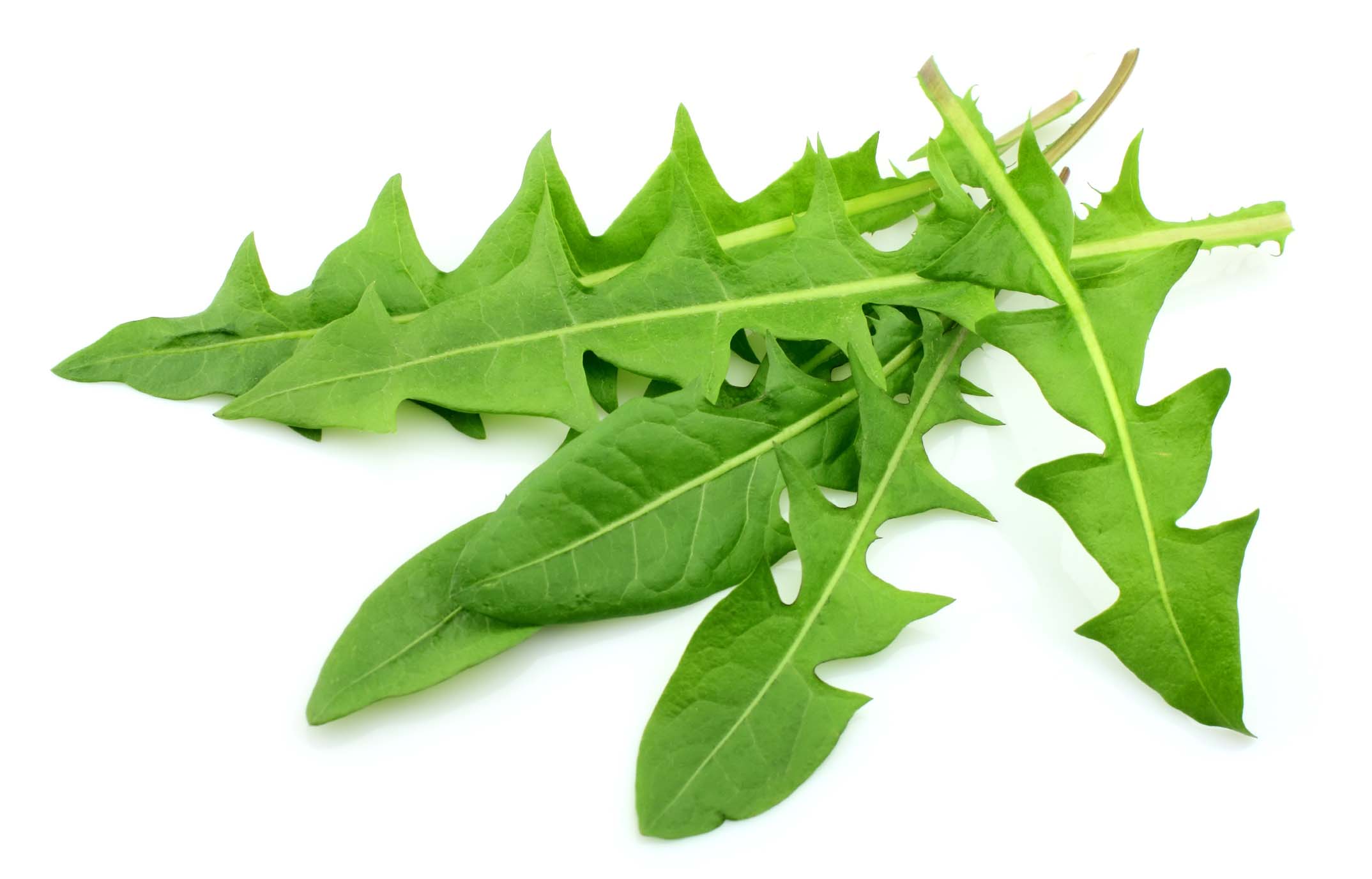 Pissenlit ou dent-de-lion - Fiches pratiques du potager
