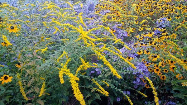 Plantes vivaces d'automne