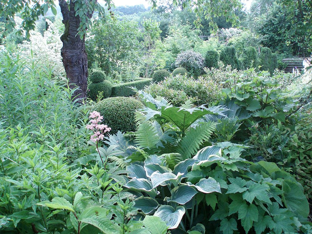Plantes vivaces